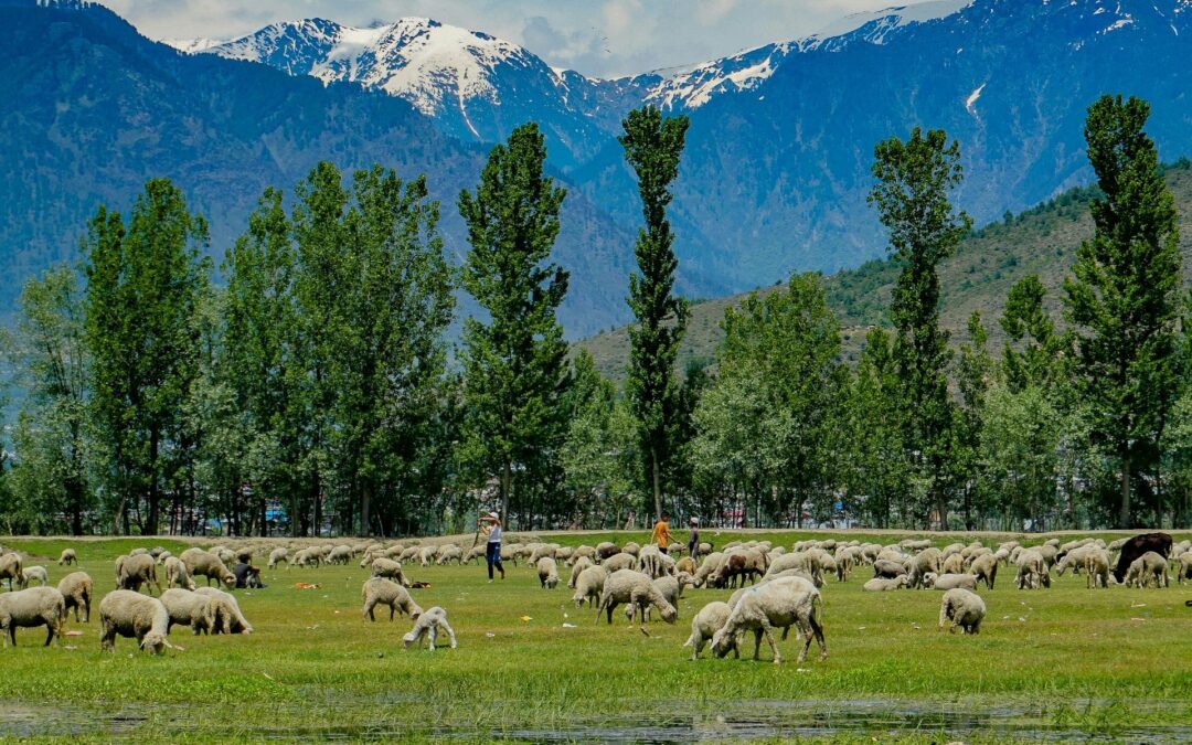 places to visit in india during december